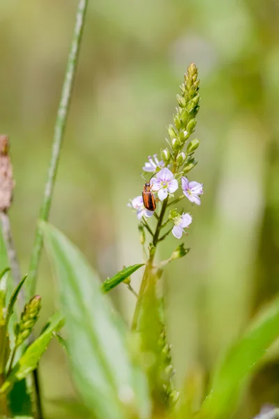 Escarabajo de la vida floja púrpura en una flor de agua Speedwell —  Fotos de Stock