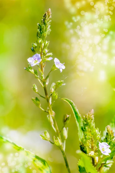 Veronica, Eau Speedwell Flower — Photo