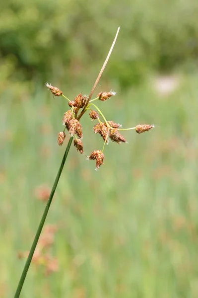 Schoenoplectus flor primer plano —  Fotos de Stock