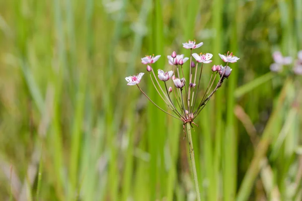 Butomus umbellatus flores —  Fotos de Stock