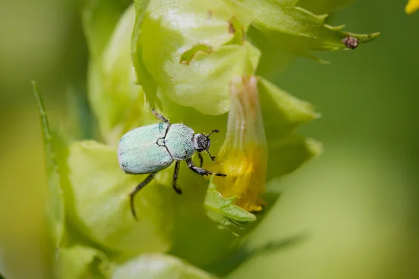 Hoplia Parvula on a Rhinanthus Flower — Stock Photo, Image