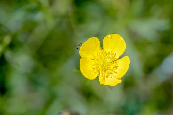 Yellow Ranunculus Repens — Stock Photo, Image