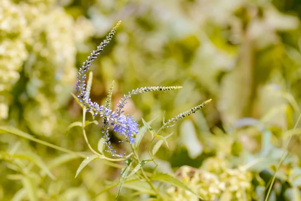 Pseudolysimachion galeatus (Veronica Longifolia) —  Fotos de Stock
