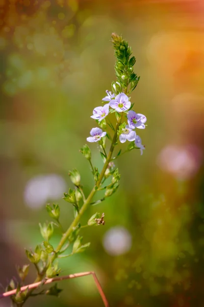 Verónica, Flor de agua Speedwell —  Fotos de Stock