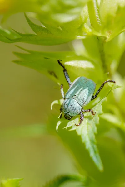 Hoplia Parvula on a Rhinanthus Flower — Stock Photo, Image