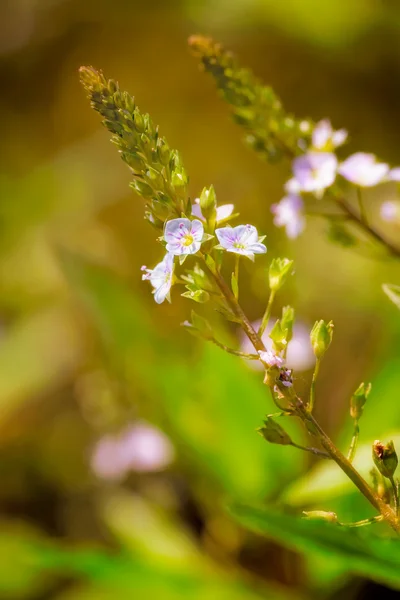 ベロニカ、水スピードウェルの花 — ストック写真