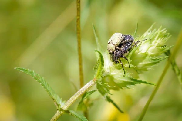 Hoplia Riding Oxythyrea Funesta Yellow Rhinanthus Flower — Stock Photo, Image