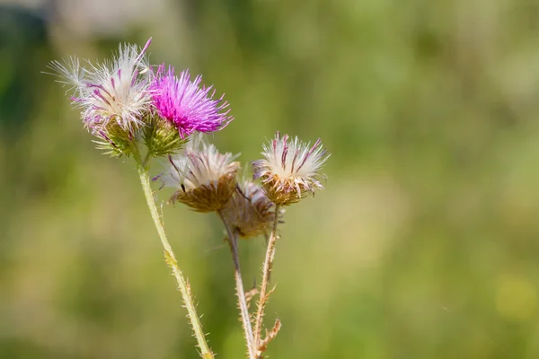 Cirsium Arvense Também Chamado Cardo Rastejante Cardo Florescendo Nos Campos — Fotografia de Stock