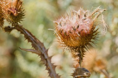 Kuru Cirsium vulgare, makro da mızrak thistle, boğa thistle veya ortak thistle, göle yakın tepe üzerinde büyüyen denir. Kiev, Ukrayna
