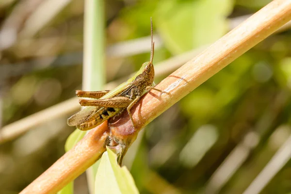 Brown Green Cricket Resting Twig Warm Summer Sun — Stock Photo, Image