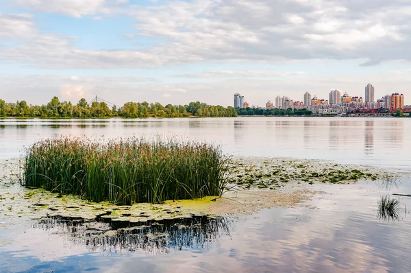 Scirpus Plants Yellow Waterlily Dnieper River Kiev Ukraine Evening Building — Stock Photo, Image