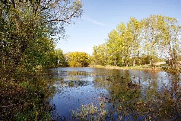 Mooie Rustige Lentedag Dicht Bij Rivier Dnjepr Jonge Groene Bladeren — Stockfoto