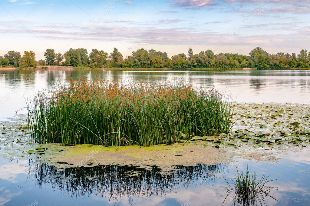 Scirpus plants and yellow waterlily in the Dnieper river in Kiev, Ukraine, at evening.