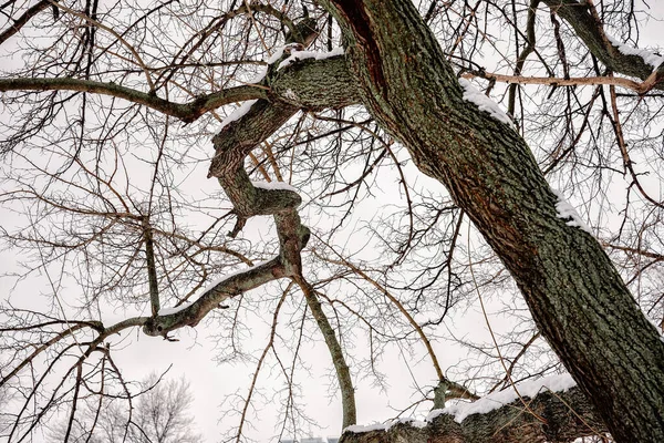Крупный План Мулберийского Дерева Покрытого Свежим Снегом Холодную Зиму Киеве — стоковое фото