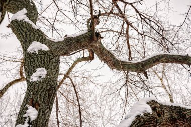 Soğuk kış boyunca Ukrayna 'nın Kiev kentinde, üzeri taze karla kaplanmış bir mulbery ağacının yakınına.
