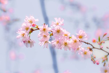 Hoş pembe kiraz çiçekleri (Sakura) ılık bahar güneşinin altında