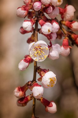 Kırmızı ve beyaz kayısı çiçekleri ve tomurcukları bir dalda, ilkbaharda güneşin altında