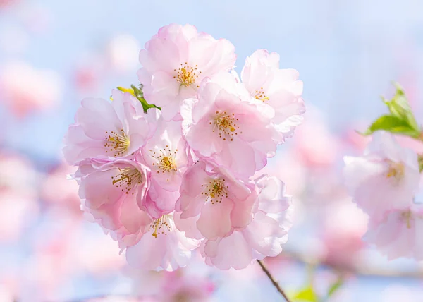 Красивые Розовые Цветки Черешни Сакура Теплым Весенним Солнцем — стоковое фото