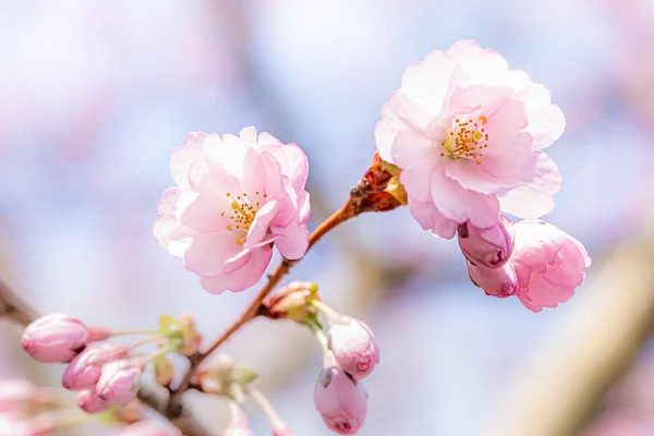 Bonitas Flores Flor Cerezo Rosa Sakura Bajo Cálido Sol Primavera —  Fotos de Stock