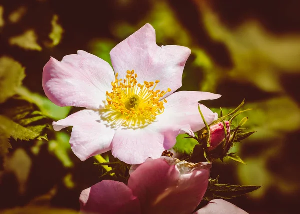 Une Belle Rose Briar Rose Sous Chaud Soleil Printanier — Photo