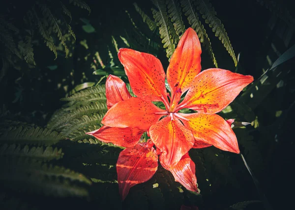 Lirios Anaranjados Rojos Con Helechos Verdes Bajo Cálido Sol Primavera —  Fotos de Stock