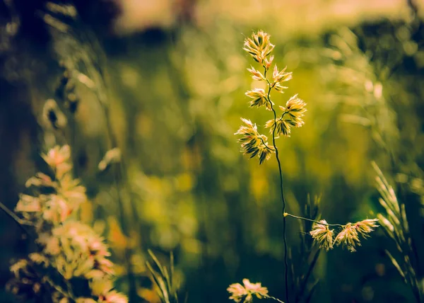 Gramineae Herbes Déplacées Par Vent Dans Une Prairie Sous Soleil — Photo