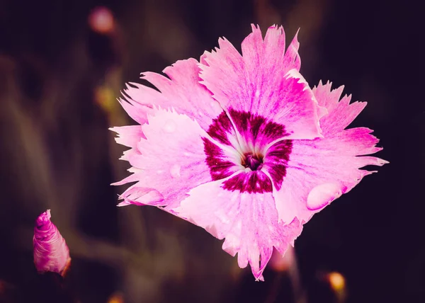 Belo Dianthus Seguieri Rosa Vermelho Selvagem Também Conhecido Como Sequier — Fotografia de Stock