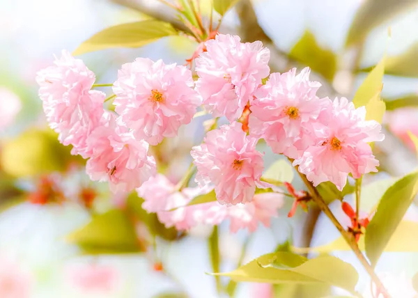 Schöne Rosa Kirschblüten Unter Der Warmen Frühlingssonne — Stockfoto