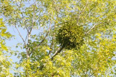 Viscum yaz sonunda mapple ağaçta bir top