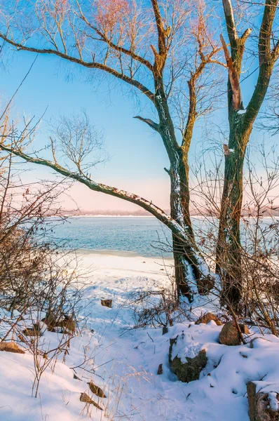 Albero Nella Neve Vicino Fiume Dnieper Kiev — Foto Stock