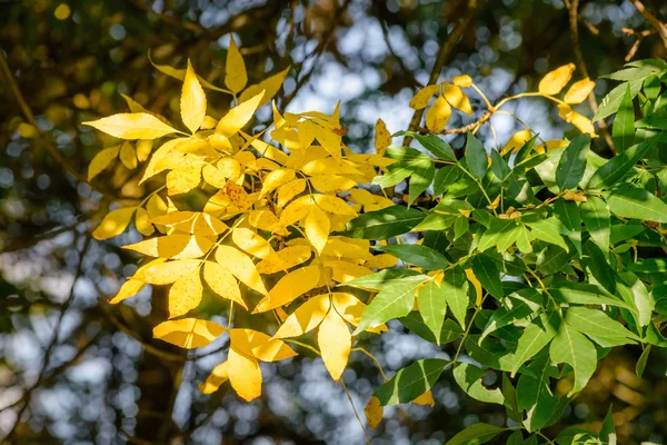 Gele Groene Ash Tree Bladeren Onder Een Sterke Zon Ray — Stockfoto