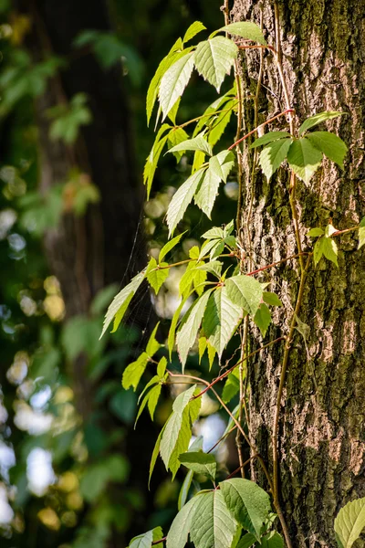 Klimplant Laat Een Boomstam Onder Een Sterke Zon Ray Aan — Stockfoto