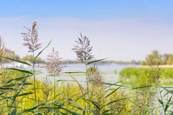 Reed Blommor Blommar Nära Floden Dnepr Slutet Sommaren — Stockfoto