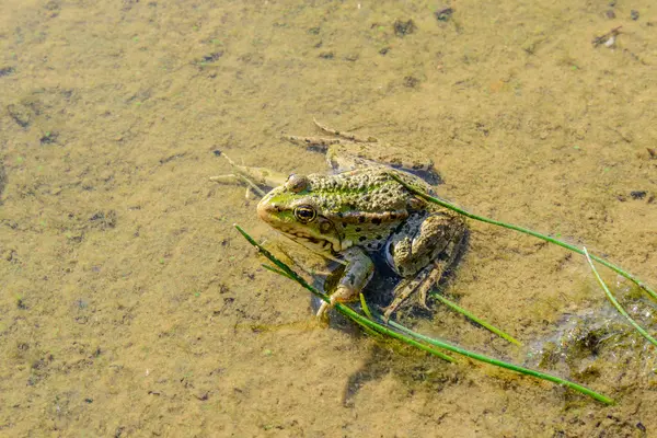 Grenouille assise dans l'eau — Photo