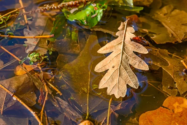 Oak Leaves in a Puddle — Stock Photo, Image