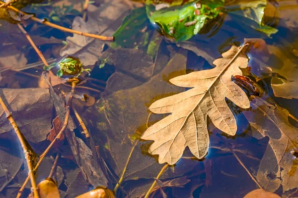 Oak Leaves in a Puddle — Stock Photo, Image