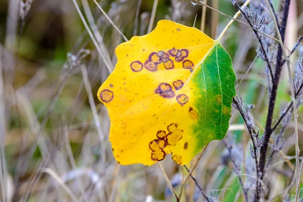 Autumn Poplar Leaves — Stock Photo, Image