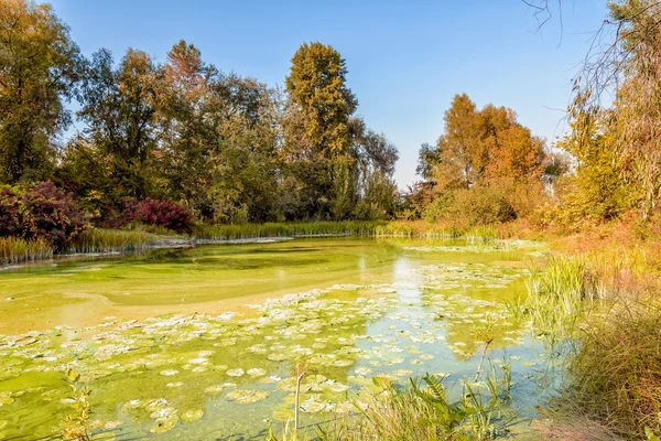 Зеленый пруд и дерево — стоковое фото