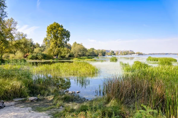 Árboles y cañas cerca del río —  Fotos de Stock