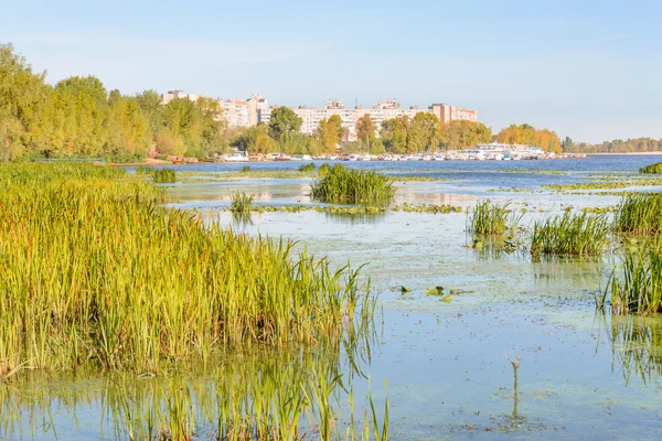 Träd och vass nära floden — Stockfoto