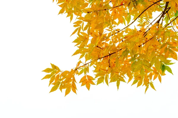 Gele ash tree bladeren — Stockfoto