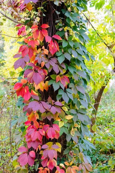 Żółty Czerwony Zielony Virginia Creeper Pozostawia Pniu Klonu Jesienią — Zdjęcie stockowe