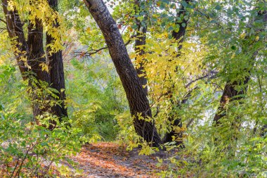 Güneşli bir günde akçaağaç ve kavak ağaçları arasında sonbahar orman yolu