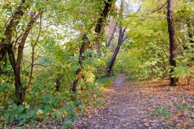 Güneşli bir günde akçaağaç ve kavak ağaçları arasında sonbahar orman yolu