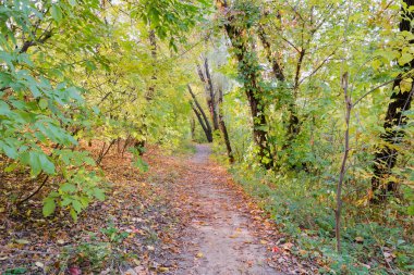 Güneşli bir günde akçaağaç ve kavak ağaçları arasında sonbahar orman yolu