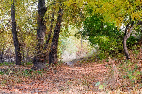 Autumn Forest Path Maple Birch Poplar Ash Trees Sunny Day — Stock Photo, Image