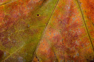 Sonbahar Maple Leaf makro