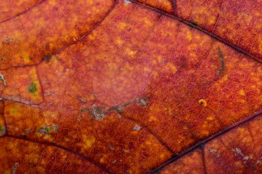 Sonbahar Maple Leaf makro