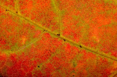 Sonbahar Maple Leaf makro