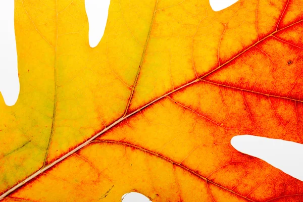 Autumn Oak Leaf Macro — Stock Photo, Image